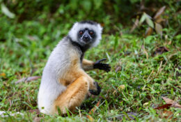 Madagascar (47/72)